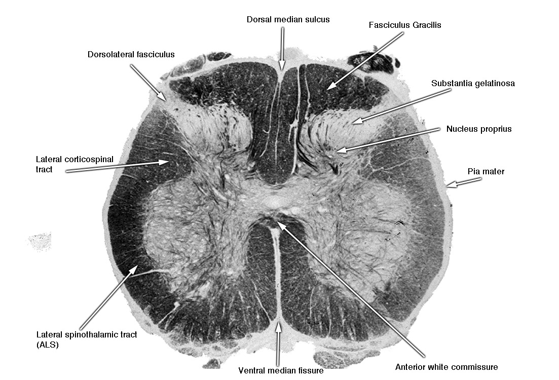 Neuro Practical Exam 1, image size:1103x750